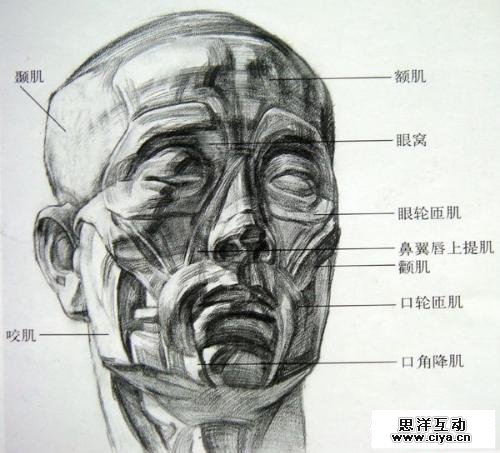 非科班同学有福啦！手把手教你从零基础开始学素描！