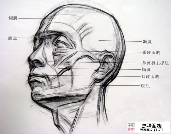非科班同学有福啦！手把手教你从零基础开始学素描！