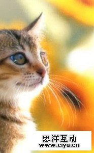 41fca5ab0884346146e6ef34ce929e9f 14 2 使用抽出滤镜