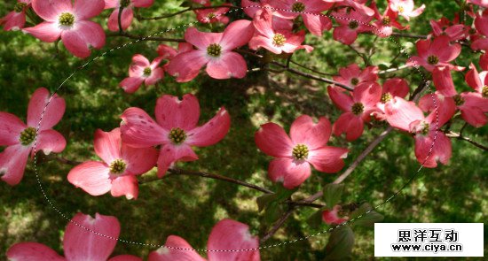 从小白到大神！PS合成魔幻鲜花人像特效