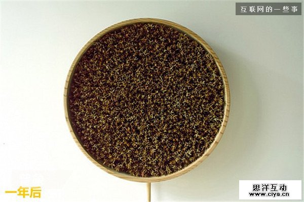 仿生设计：来自大自然的创意,互联网的一些事