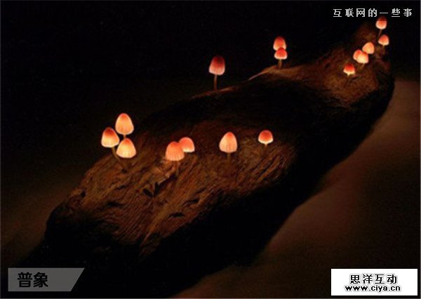 仿生设计：来自大自然的创意,互联网的一些事