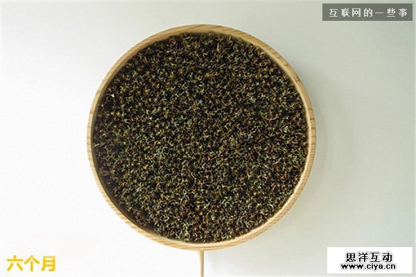 仿生设计：来自大自然的创意,互联网的一些事