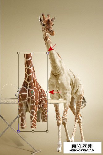 酷炫PS教程！教你用PS合成长颈鹿熨烫衣服的趣味海报